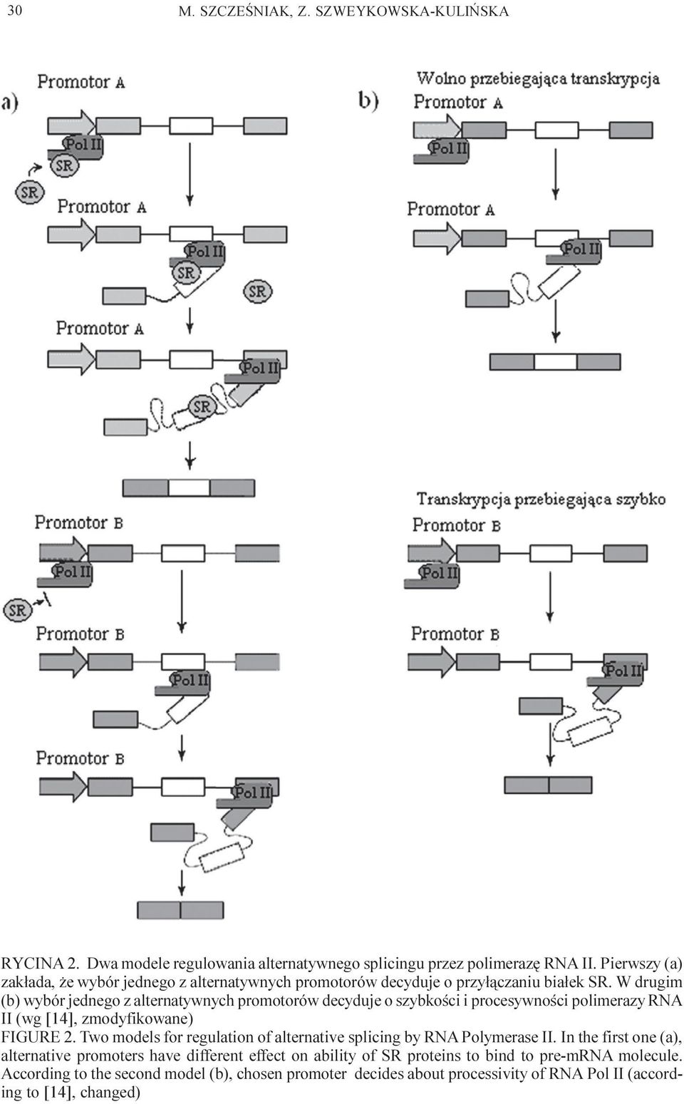 W drugim (b) wybór jednego z alternatywnych promotorów decyduje o szybkoœci i procesywnoœci polimerazy RNA II (wg [14], zmodyfikowane) FIGURE 2.