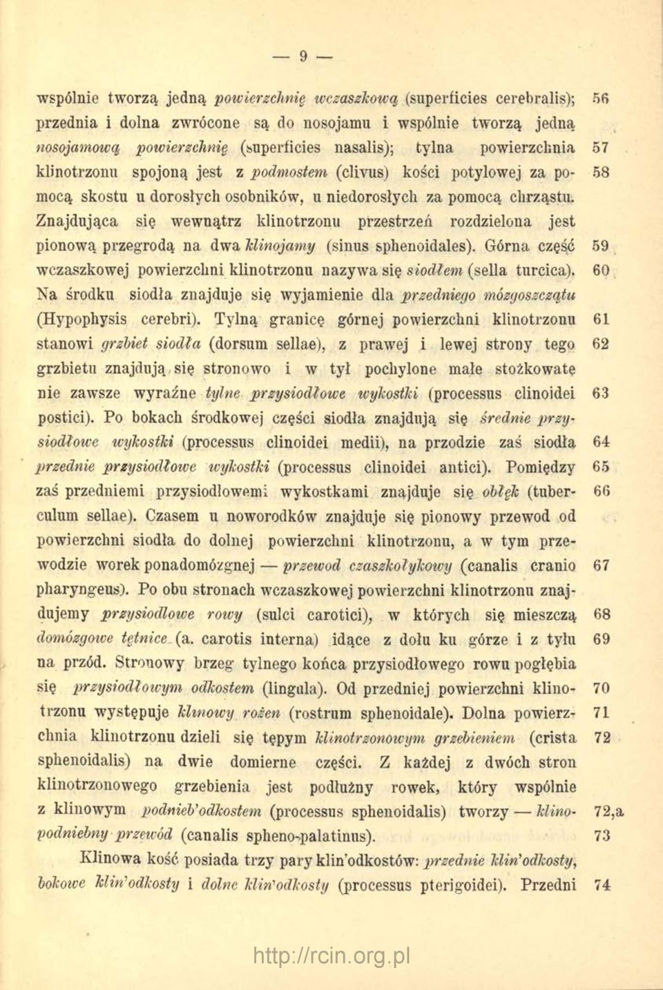 Znajdująca się wewnątrz klinotrzonu przestrzeń rozdzielona jest pionową przegrodą na dwa Uinojamy (sinus sphenoidales).
