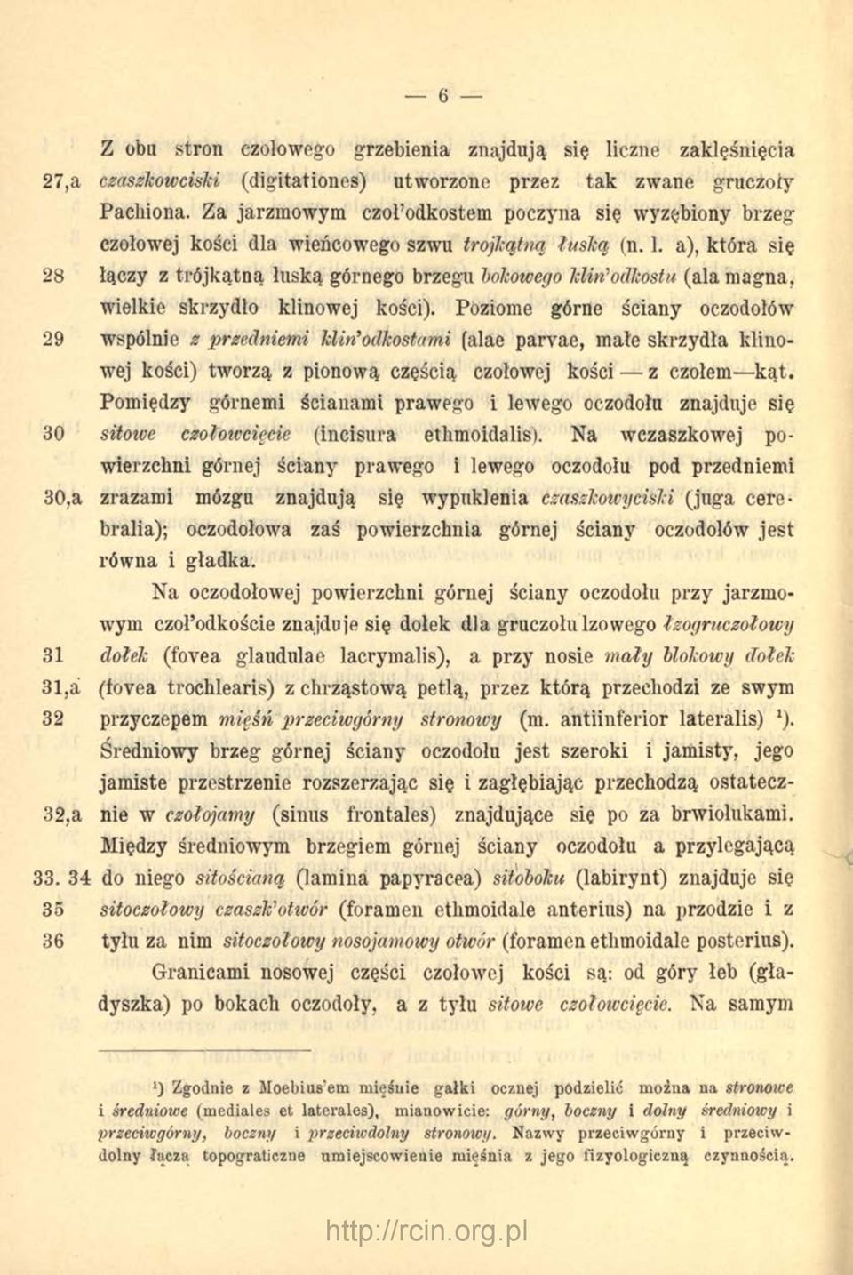 a), która się 28 łączy z trójkątną łuską górnego brzegu lokowego klmodkostu (ala magna, wielkie skrzydło klinowej kości).