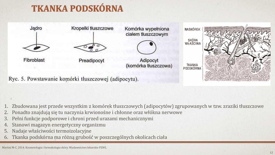 Pełni funkcje podporowe i chroni przed urazami mechanicznymi 4. Stanowi magazyn energetyczny organizmu 5.