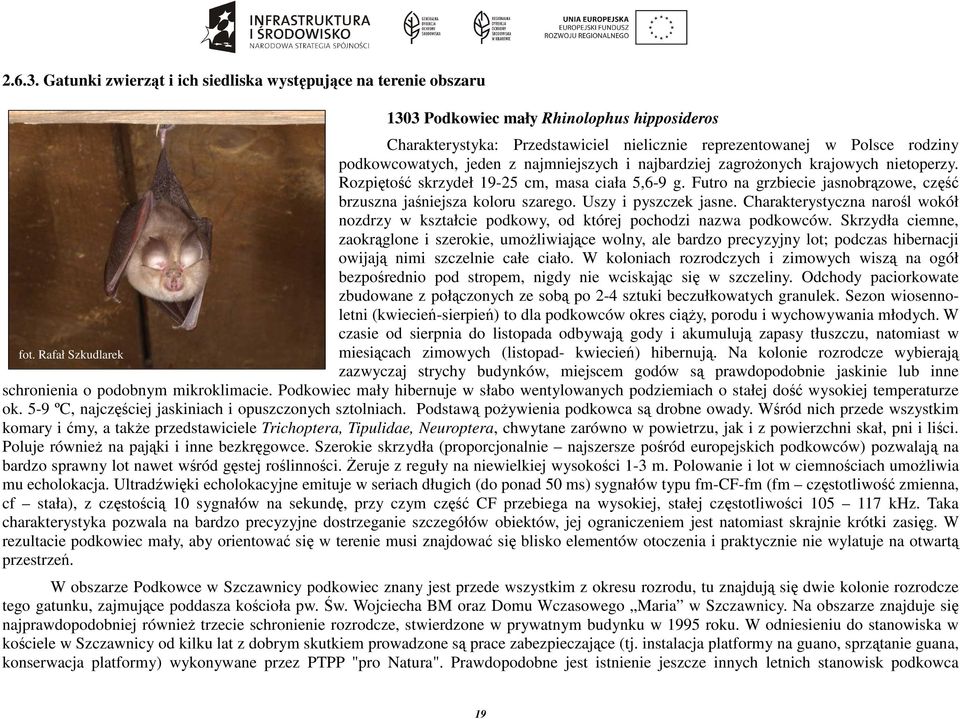 podkowcowatych, jeden z najmniejszych i najbardziej zagrożonych krajowych nietoperzy. Rozpiętość skrzydeł 19-25 cm, masa ciała 5,6-9 g.