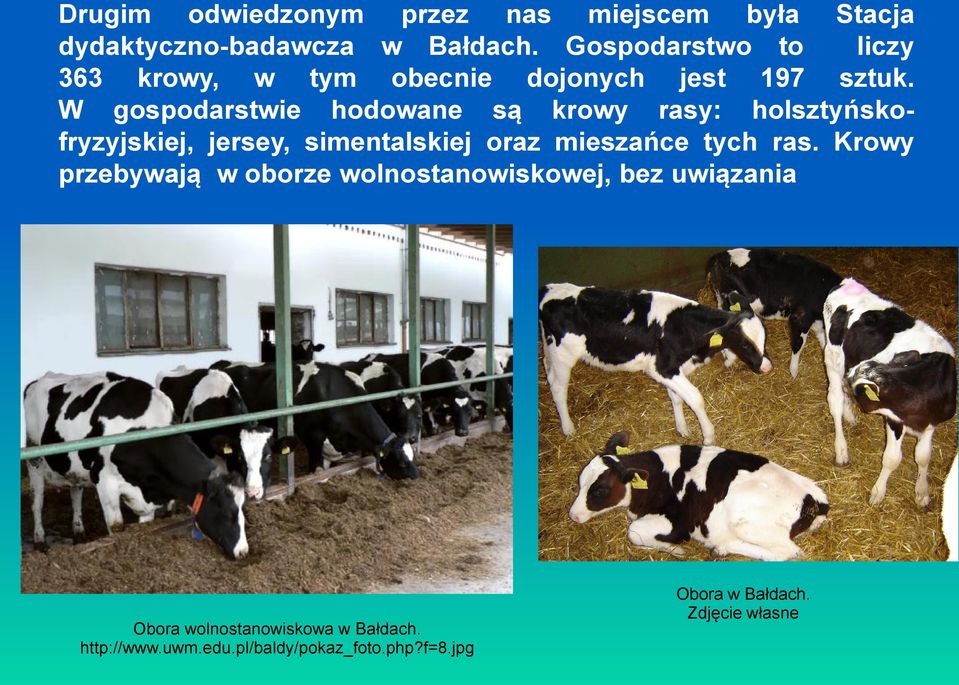W gospodarstwie hodowane są krowy rasy: holsztyńskofryzyjskiej, jersey, simentalskiej oraz mieszańce tych ras.