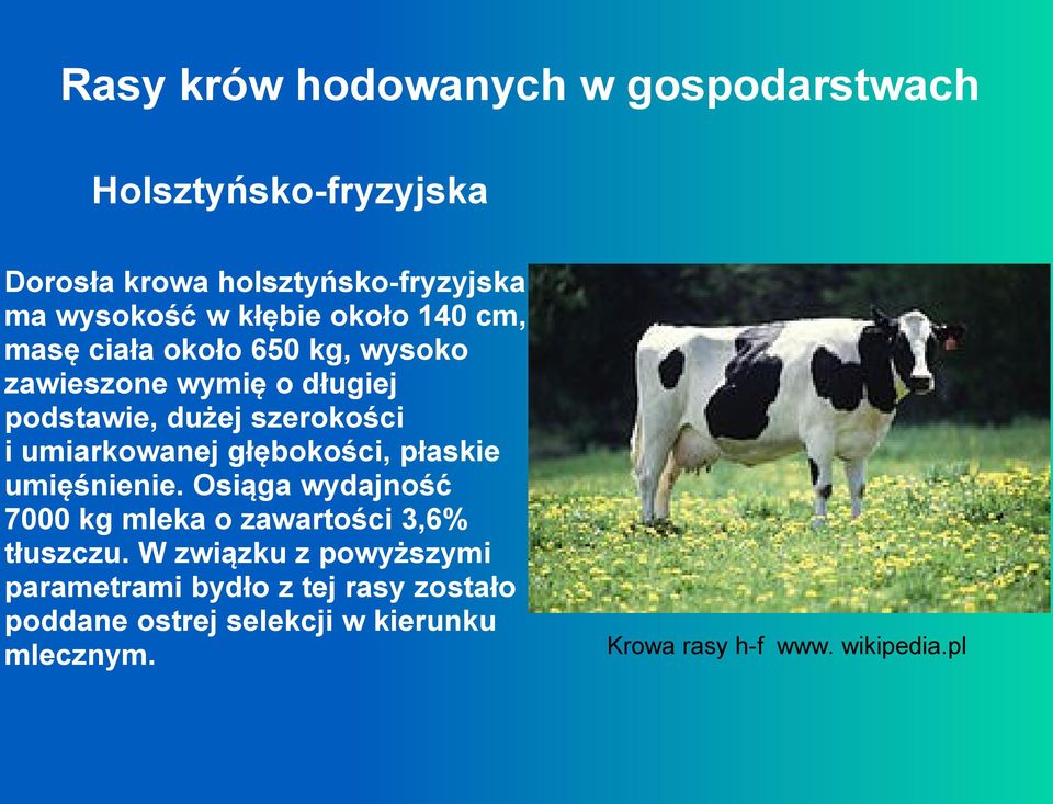 umiarkowanej głębokości, płaskie umięśnienie. Osiąga wydajność 7000 kg mleka o zawartości 3,6% tłuszczu.