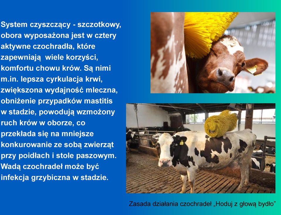 lepsza cyrkulacja krwi, zwiększona wydajność mleczna, obniżenie przypadków mastitis w stadzie, powodują wzmożony ruch