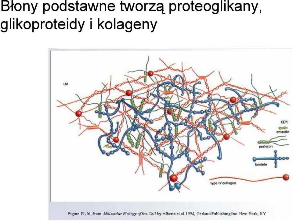 proteoglikany,