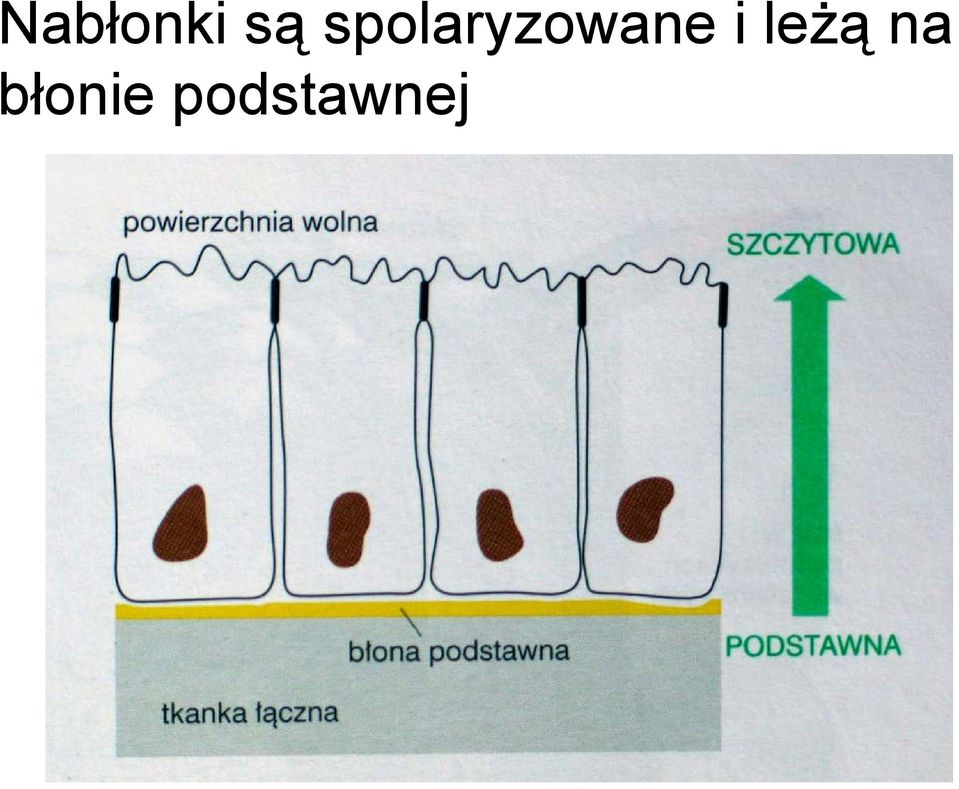 i leżą na