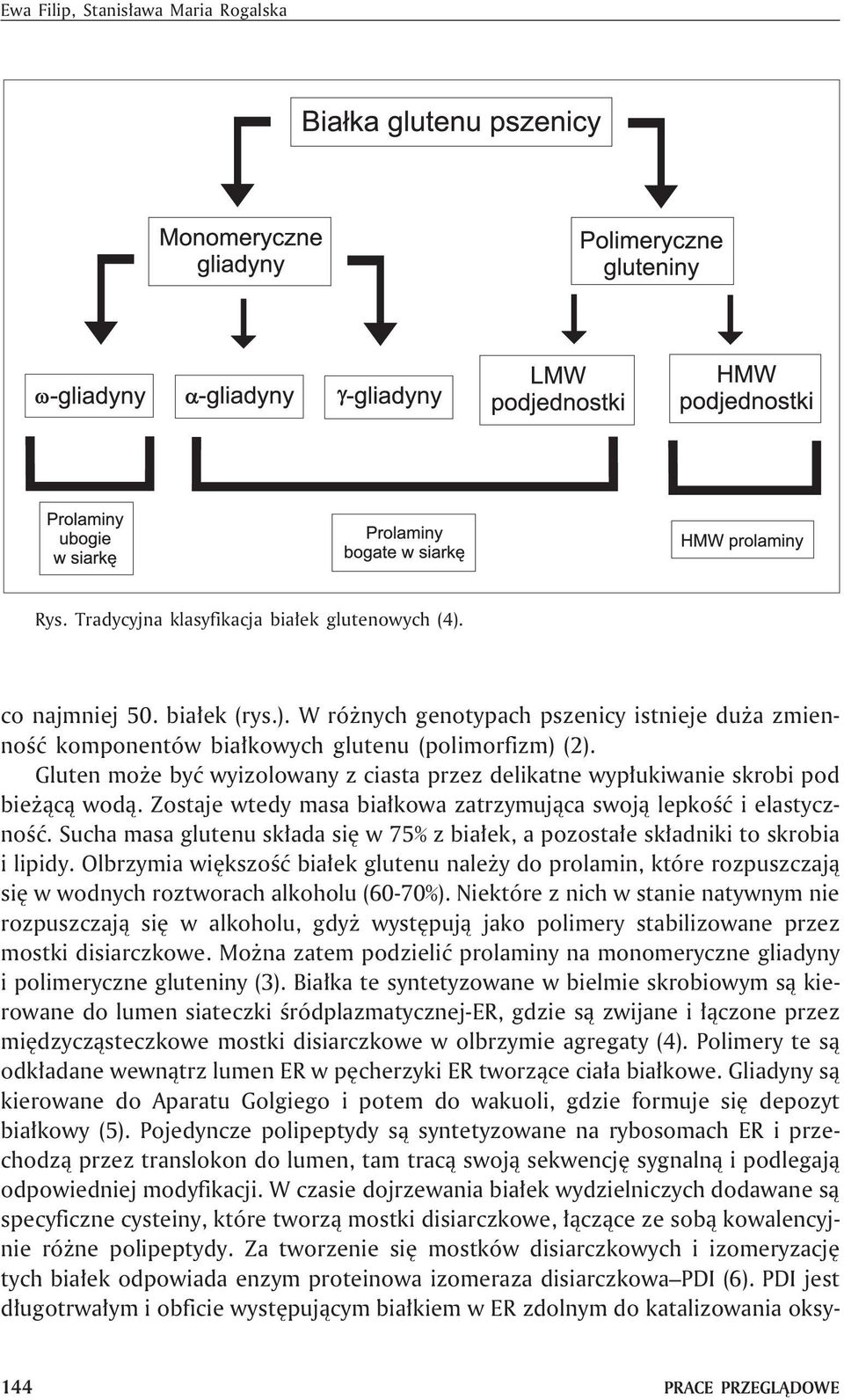 Sucha masa glutenu sk³ada siê w 75% z bia³ek, a pozosta³e sk³adniki to skrobia i lipidy.