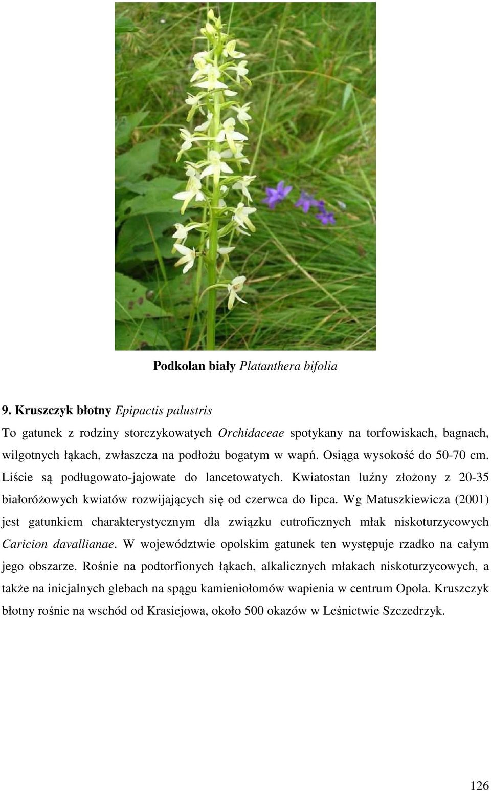 Osiąga wysokość do 50-70 cm. Liście są podługowato-jajowate do lancetowatych. Kwiatostan luźny złożony z 20-35 białoróżowych kwiatów rozwijających się od czerwca do lipca.
