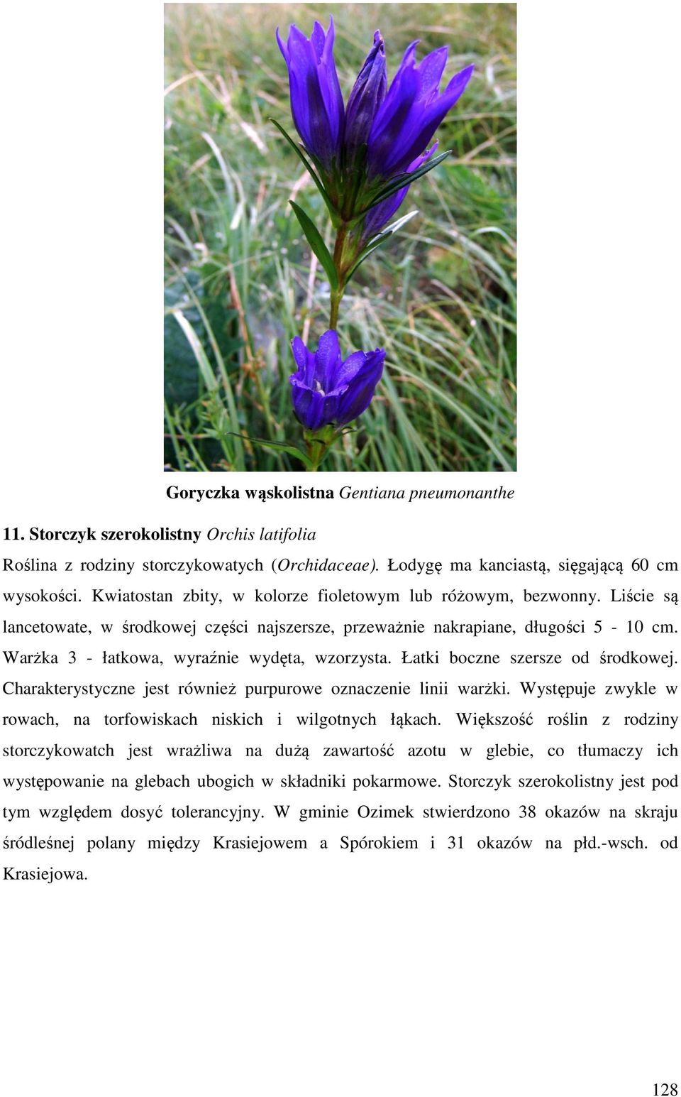 Warżka 3 - łatkowa, wyraźnie wydęta, wzorzysta. Łatki boczne szersze od środkowej. Charakterystyczne jest również purpurowe oznaczenie linii warżki.