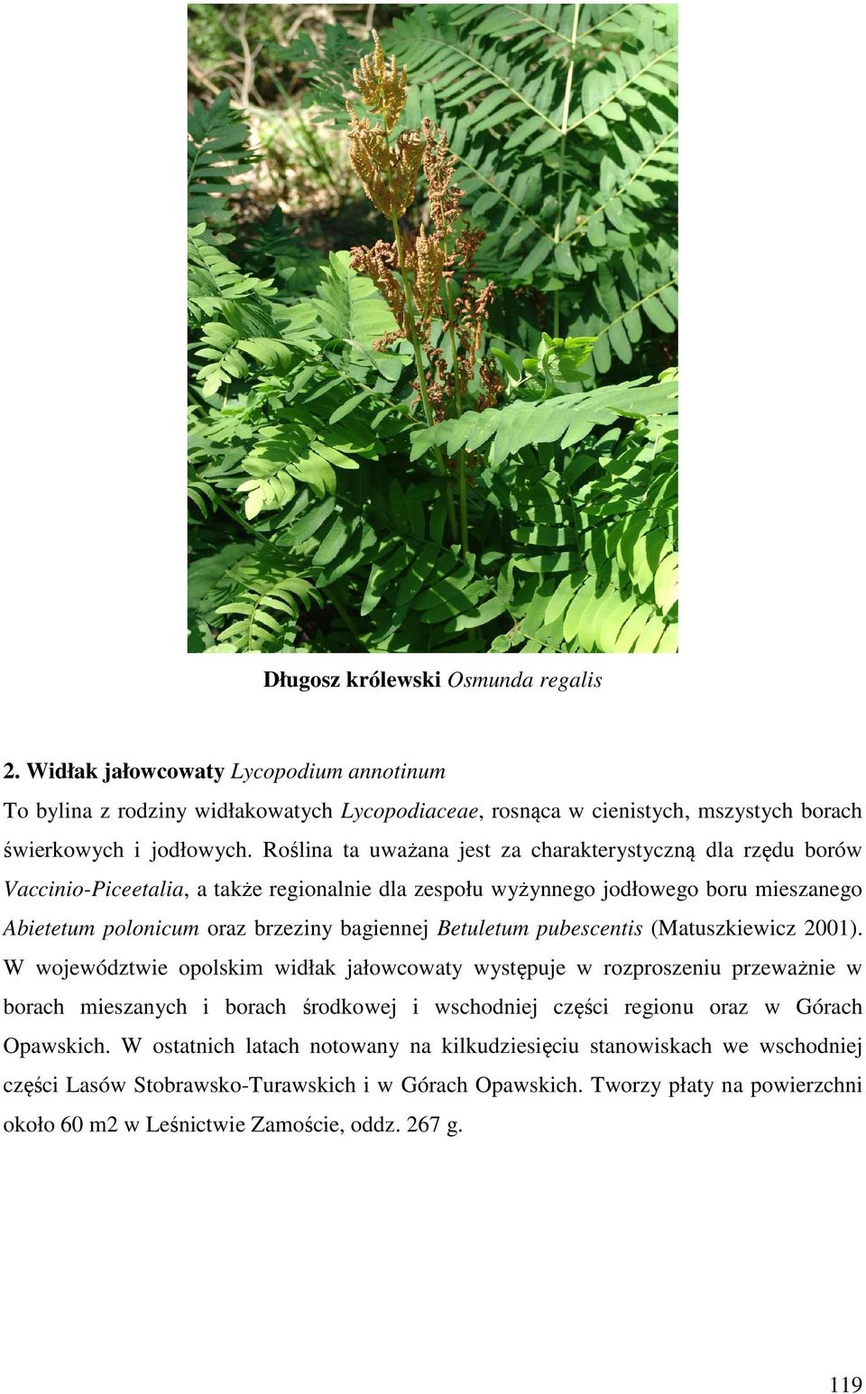 Betuletum pubescentis (Matuszkiewicz 2001).