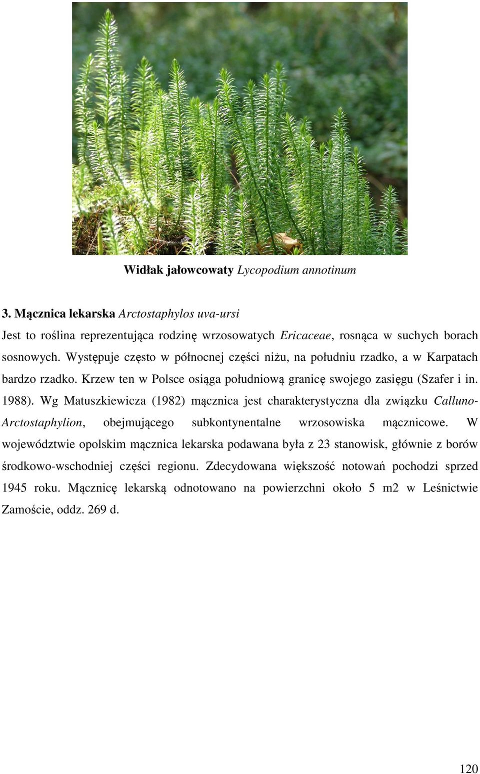 Wg Matuszkiewicza (1982) mącznica jest charakterystyczna dla związku Calluno- Arctostaphylion, obejmującego subkontynentalne wrzosowiska mącznicowe.