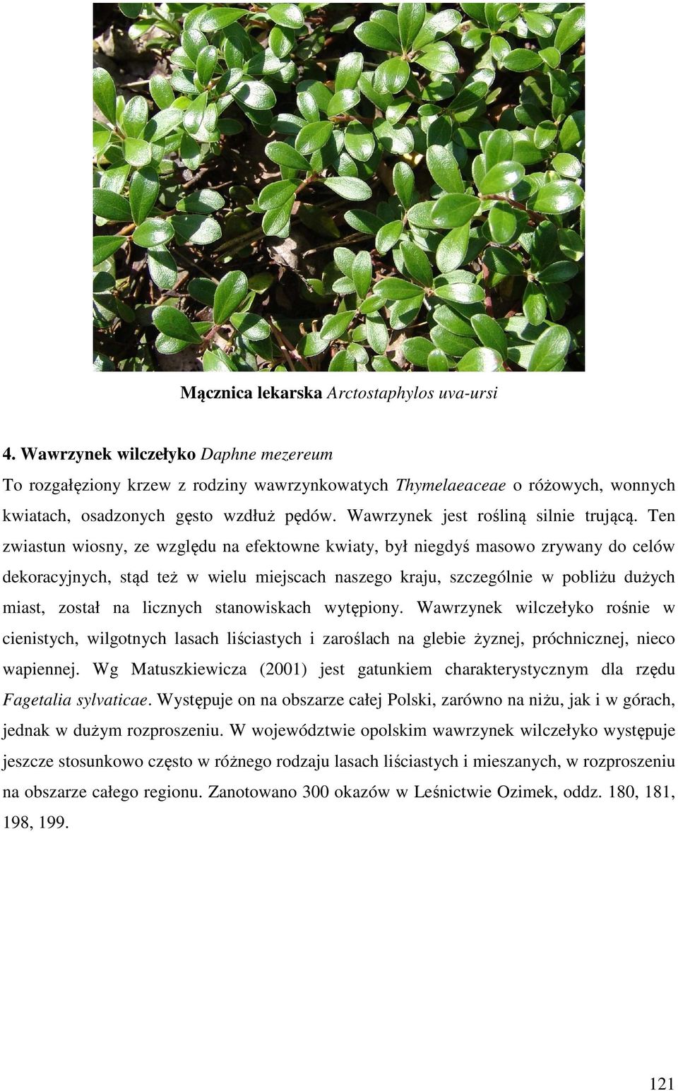 Ten zwiastun wiosny, ze względu na efektowne kwiaty, był niegdyś masowo zrywany do celów dekoracyjnych, stąd też w wielu miejscach naszego kraju, szczególnie w pobliżu dużych miast, został na