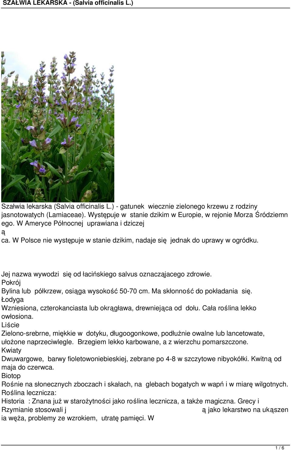 Pokrój Bylina lub półkrzew, osiga wysokoć 50-70 cm. Ma skłonnoć do pokładania się. Łodyga Wzniesiona, czterokanciasta lub okrgława, drewniejca od dołu. Cała rolina lekko owłosiona.