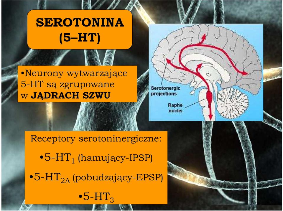 Receptory serotoninergiczne: 5-HT 1