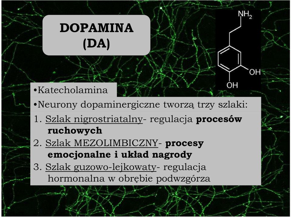 Szlak nigrostriatalny- regulacja procesów ruchowych 2.