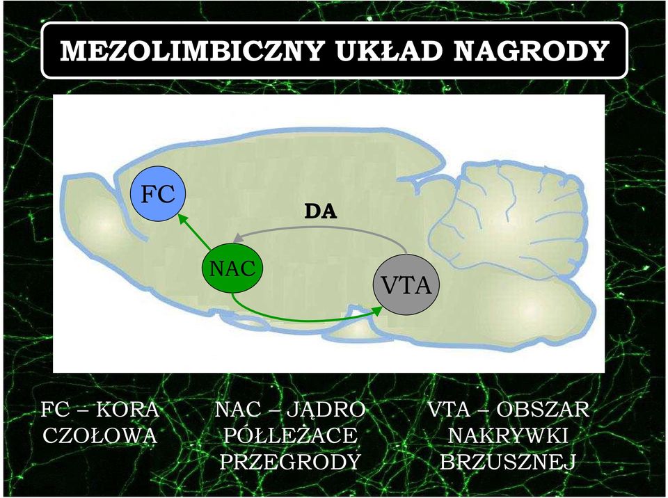 NAC JĄDRO PÓŁLEśACE PRZEGRODY