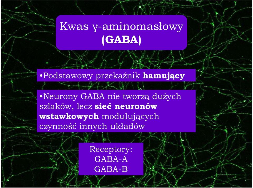 duŝych szlaków, lecz sieć neuronów wstawkowych