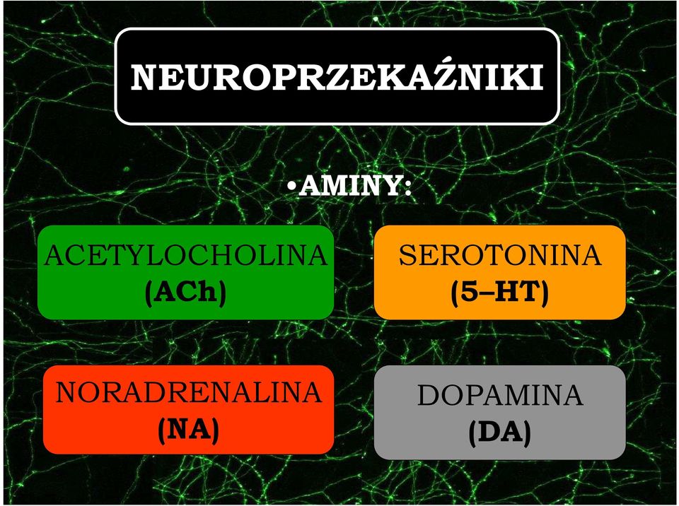 SEROTONINA (5 HT)