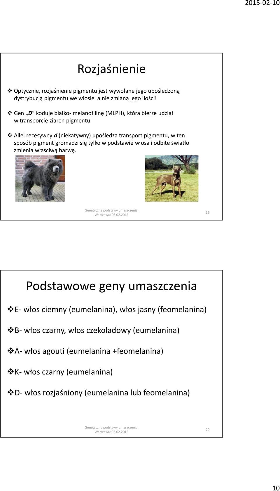 sposób pigment gromadzi się tylko w podstawie włosa i odbite światło zmienia właściwą barwę.