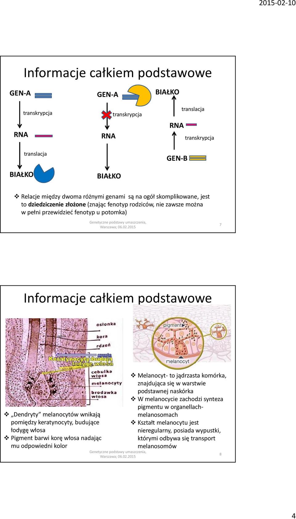 Pigment barwi korę włosa nadając mu odpowiedni kolor Melanocyt- to jądrzasta komórka, znajdująca się w warstwie podstawnej naskórka W melanocycie