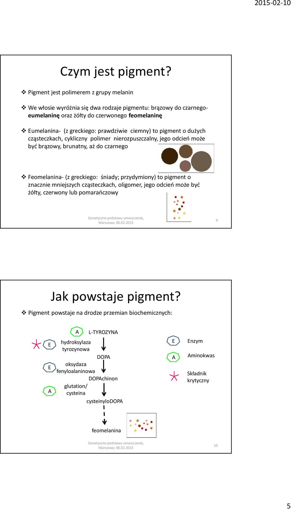 prawdziwie ciemny) to pigment o dużych cząsteczkach, cykliczny polimer nierozpuszczalny, jego odcień może być brązowy, brunatny, aż do czarnego Feomelanina- (z greckiego: śniady;