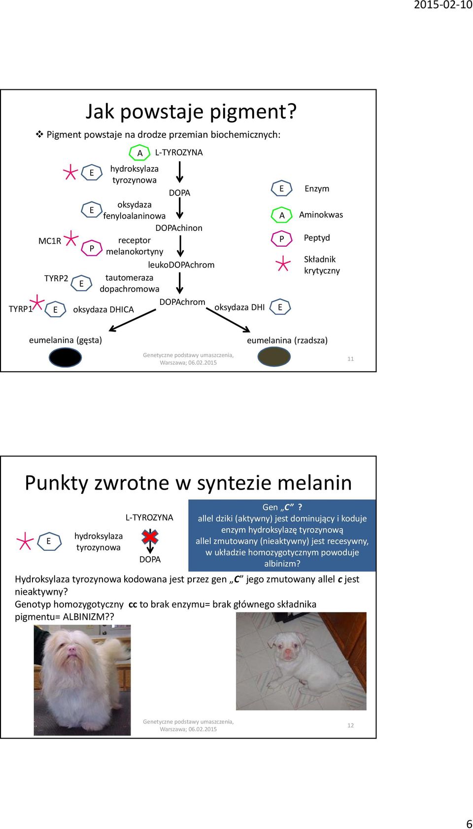 dopachromowa DOPAchrom oksydaza DHICA oksydaza DHI A P nzym Aminokwas Peptyd Składnik krytyczny eumelanina (gęsta) eumelanina (rzadsza) 11 Punkty zwrotne w syntezie melanin hydroksylaza tyrozynowa
