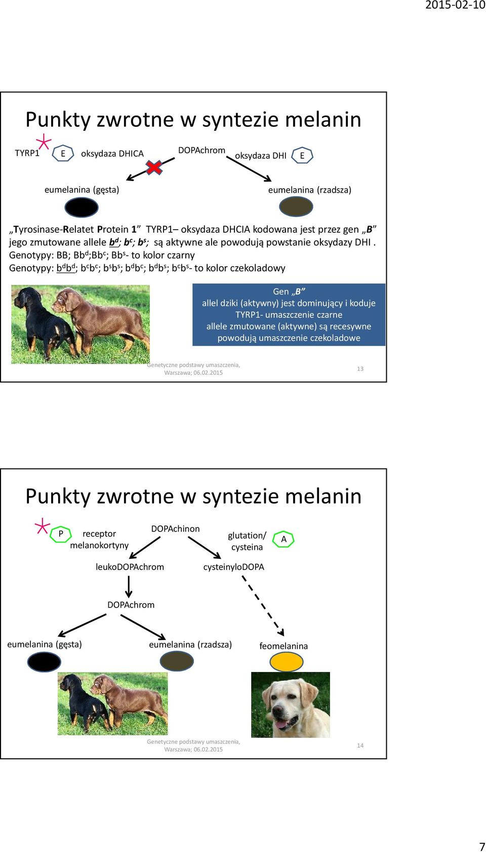 Genotypy: BB; Bb d ;Bb c ; Bb s - to kolor czarny Genotypy: b d b d ; b c b c ; b s b s ; b d b c ; b d b s ; b c b s - to kolor czekoladowy Gen B allel dziki (aktywny) jest dominujący i