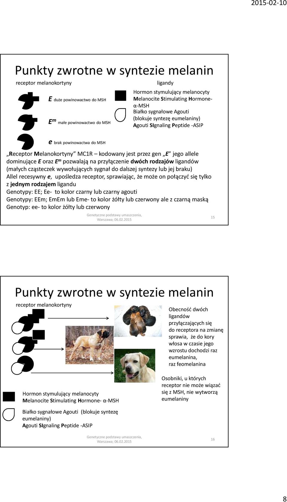 przyłączenie dwóch rodzajów ligandów (małych cząsteczek wywołujących sygnał do dalszej syntezy lub jej braku) Allel recesywny e, upośledza receptor, sprawiając, że może on połączyć się tylko z jednym
