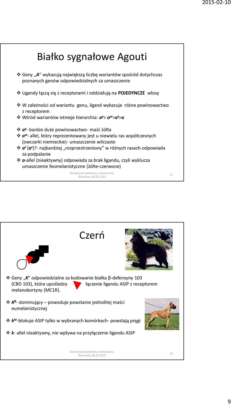 reprezentowany jest u niewielu ras współczesnych (owczarki niemieckie)- umaszczenie wilczaste a t (a s )?
