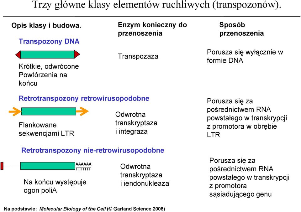 retrowirusopodobne Flankowane sekwencjami LTR AAAAAA TTTTTTT Na końcu występuje ogon polia Odwrotna transkryptaza i integraza Retrotranspozony nie-retrowirusopodobne