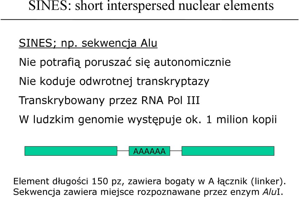 transkryptazy Transkrybowany przez RNA Pol III W ludzkim genomie występuje ok.