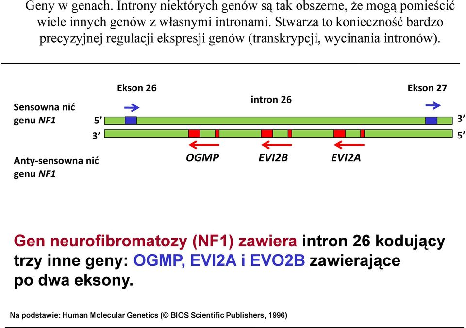 Sensowna nić genu NF1 5 3 Ekson 26 Ekson 27 intron 26 3 5 Anty-sensowna nić genu NF1 OGMP EVI2B EVI2A Gen neurofibromatozy (NF1)