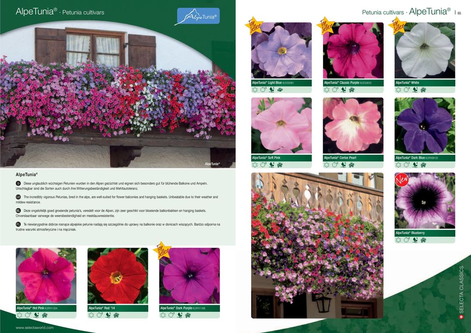 Unschlagbar sind die Sorten auch durch ihre Witterungsbeständigkeit und Mehltautoleranz. The incredibly vigorous Petunias, bred in the alps, are well-suited for flower balconies and hanging baskets.