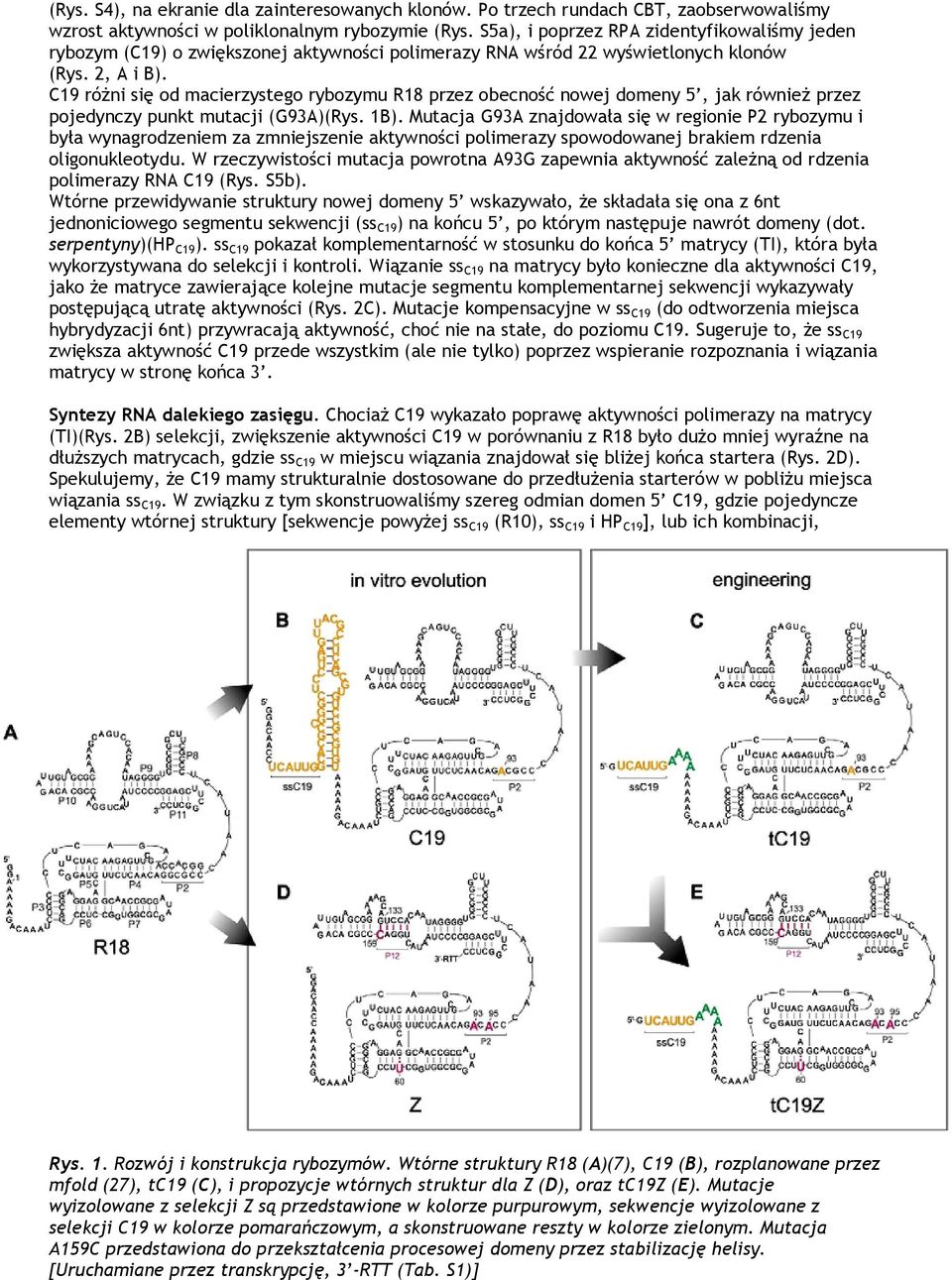 C19 różni się od macierzystego rybozymu R18 przez obecność nowej domeny 5, jak również przez pojedynczy punkt mutacji (G93A)(Rys. 1B).