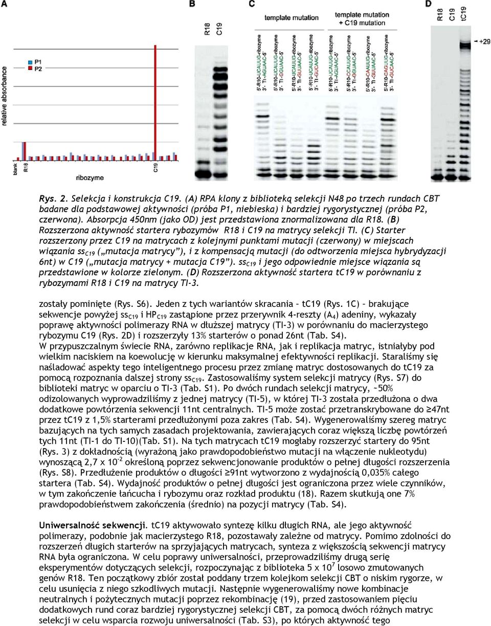 Absorpcja 450nm (jako OD) jest przedstawiona znormalizowana dla R18. (B) Rozszerzona aktywność startera rybozymów R18 i C19 na matrycy selekcji TI.