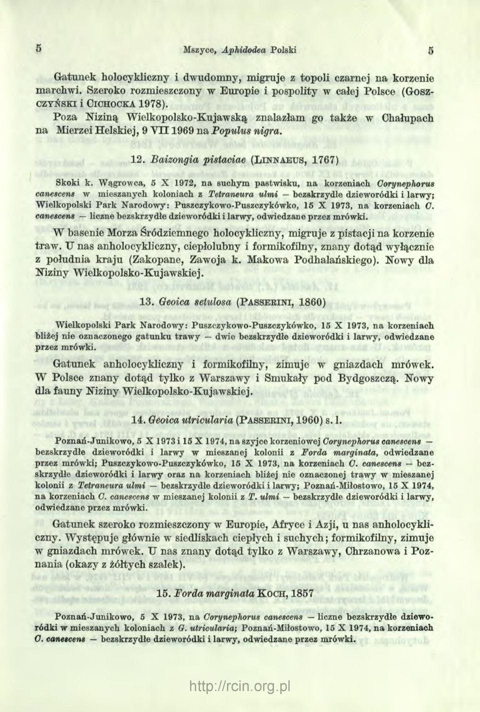 Wągrowca, 5 X 1972, na suchym pastwisku, na korzeniach Corynephorus canescens w mieszanych koloniach z Tetraneura ulmi bezskrzydłe dzieworódki i larwy; Wielkopolski Park Narodowy: