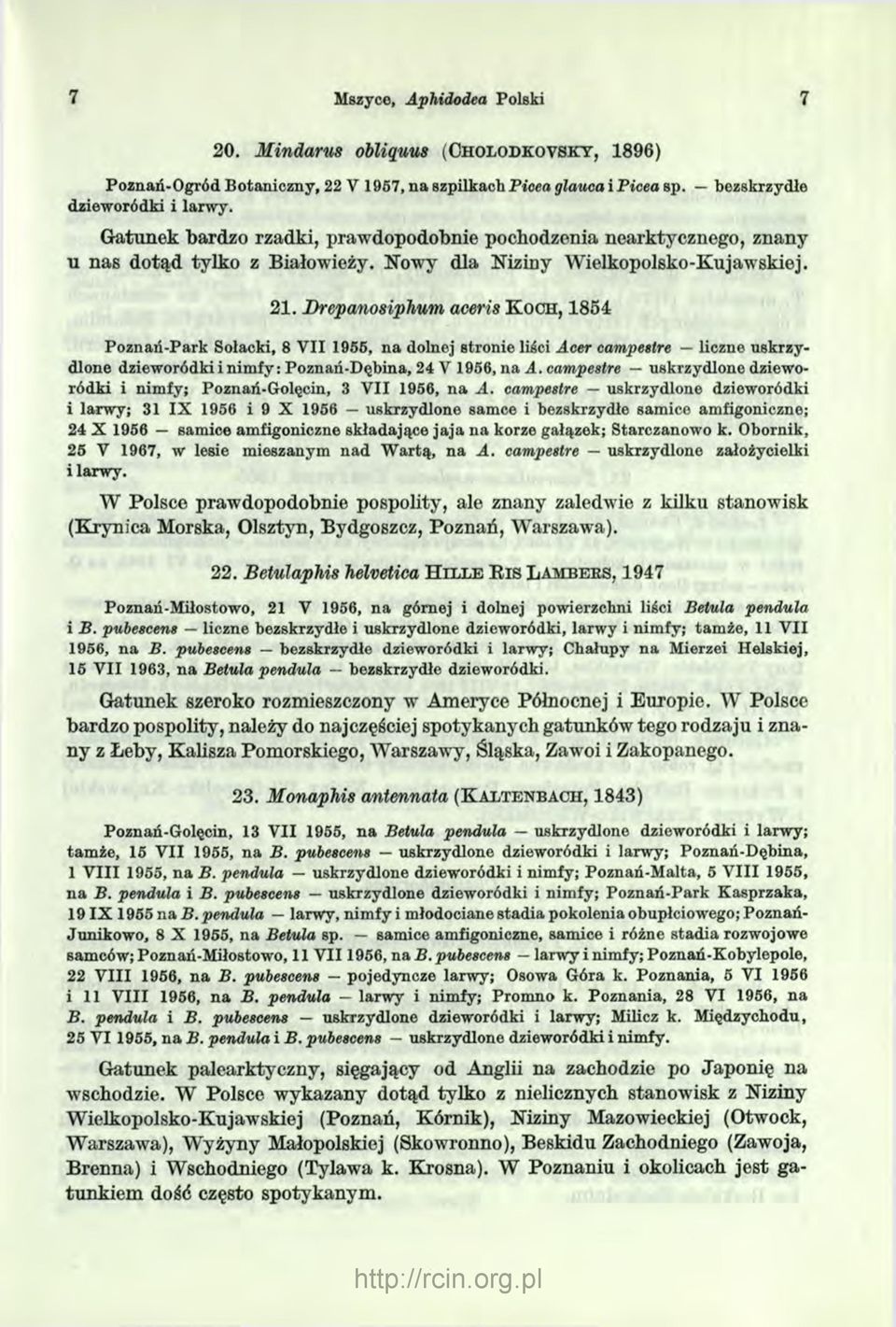 Brcpanosiphum aceris K och, 1854 Poznań-Park Sołacki, 8 V II 1955, na dolnej stronie liści Acer campestre liczne uskrzydlone dzieworódki i nimfy: Poznań-Dębina, 24 V 1956, na A.