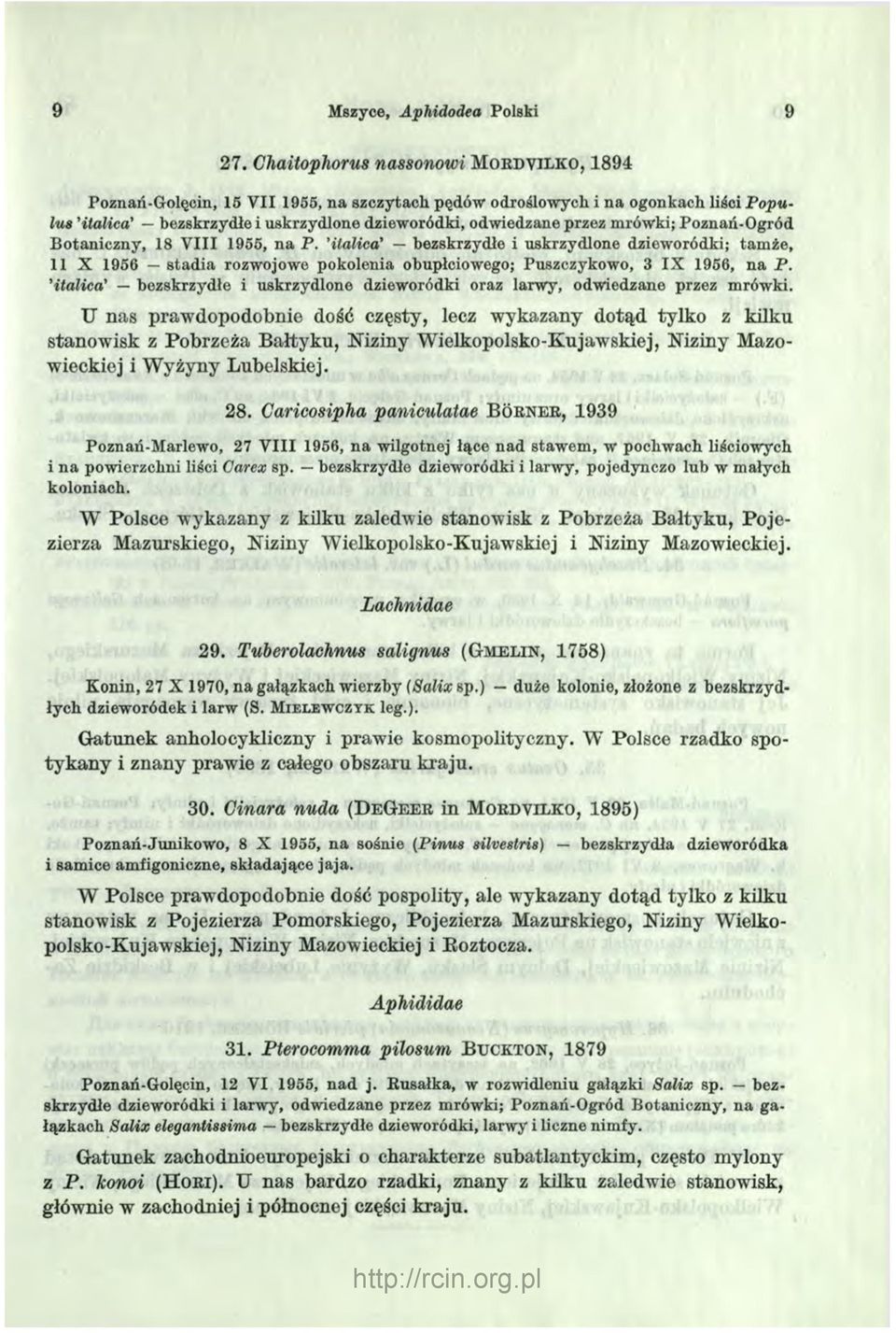 mrówki; Poznań-Ogród Botaniczny, 18 V III 1955, na P. italica bezskrzydłe i uskrzydlone dzieworódki; tamże, 11 X 1956 stadia rozwojowe pokolenia obupłciowego; Puszczykowo, 3 IX 1956, na P.