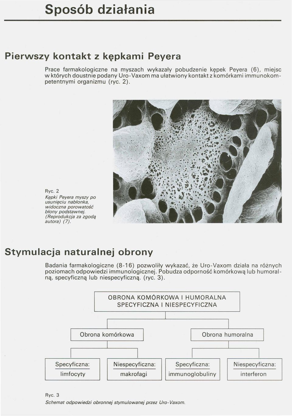 Stymulacja naturalnej obrony Badania farmakologiczne (8-16) pozwoliły wykazać, że Uro-Vaxom działa na różnych poziomach odpowiedzi immunologicznej.