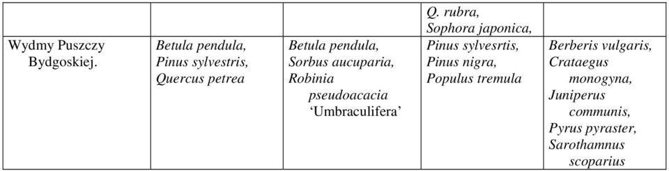 pseudoacacia Umbraculifera Q.