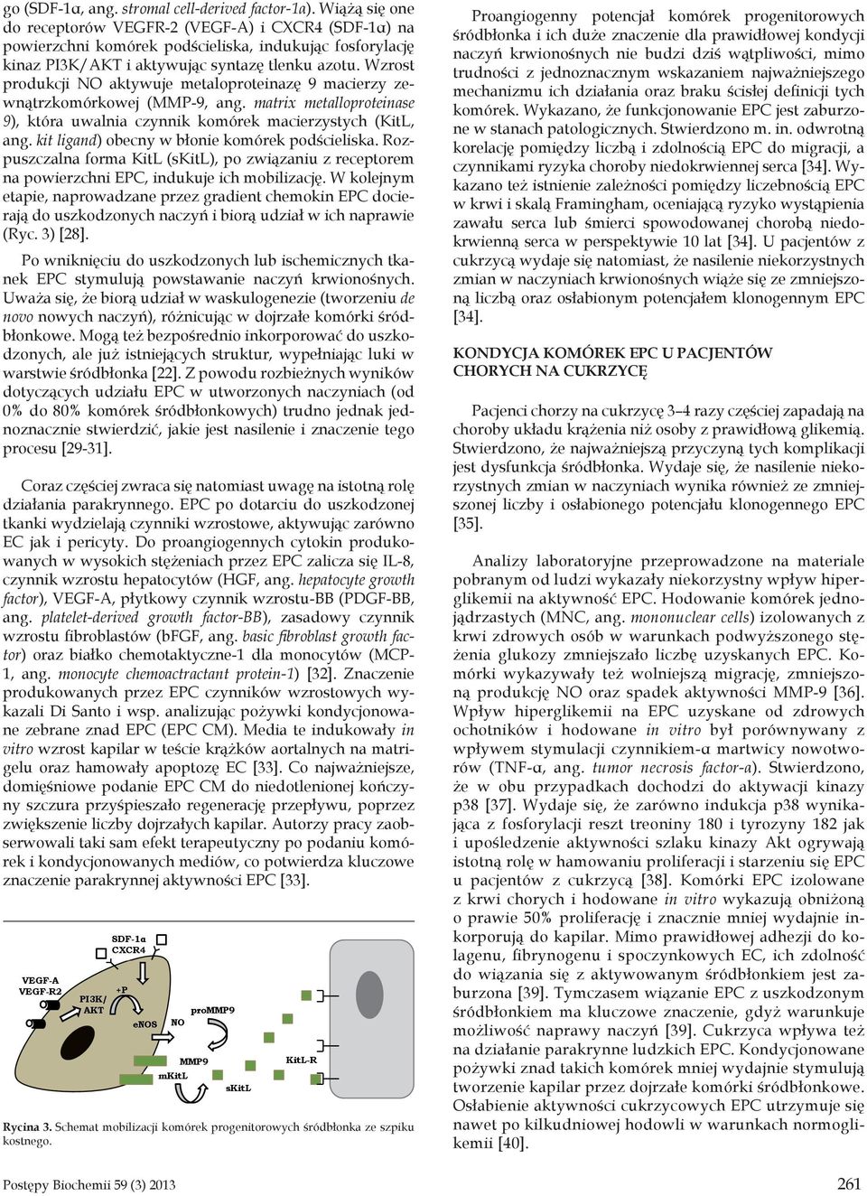 Wzrost produkcji NO aktywuje metaloproteinazę 9 macierzy zewnątrzkomórkowej (MMP-9, ang. matrix metalloproteinase 9), która uwalnia czynnik komórek macierzystych (KitL, ang.