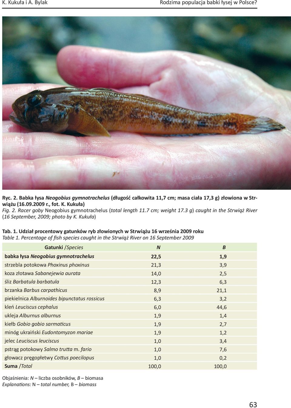 Percentage of ﬁsh species caught in the Strwiąż River on 16 September 2009 N B babka łysa Neogobius gymnotrachelus Gatunki /Species 22,5 strzebla potokowa Phoxinus phoxinus 21,3 3,9 koza złotawa