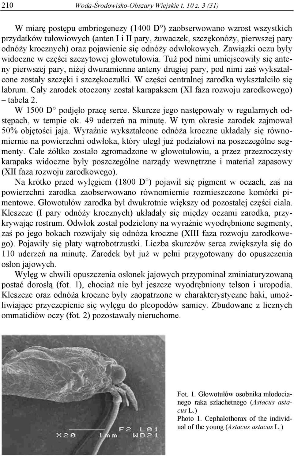 odnóży odwłokowych. Zawiązki oczu były widoczne w części szczytowej głowotułowia.