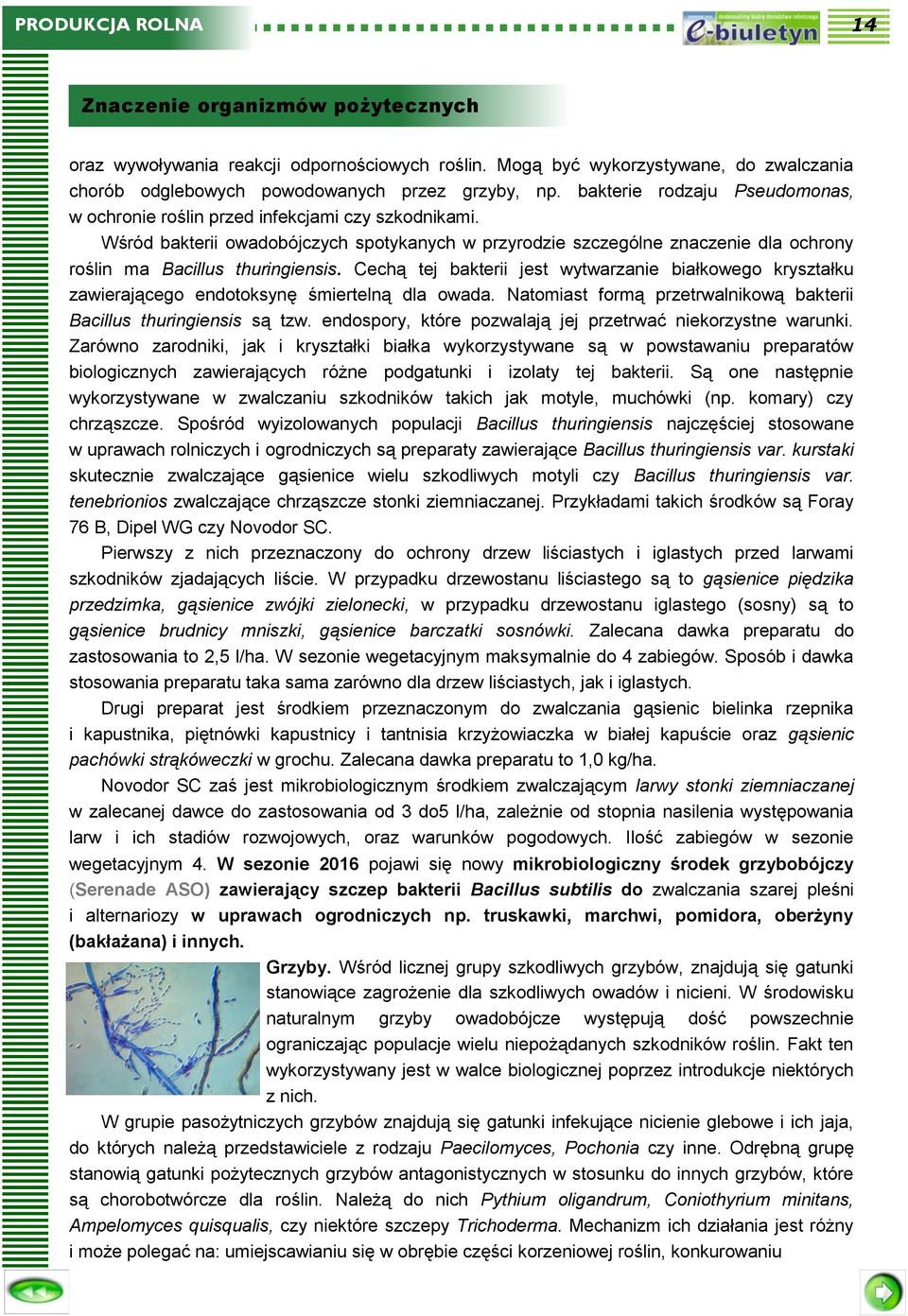 Wśród bakterii owadobójczych spotykanych w przyrodzie szczególne znaczenie dla ochrony roślin ma Bacillus thuringiensis.