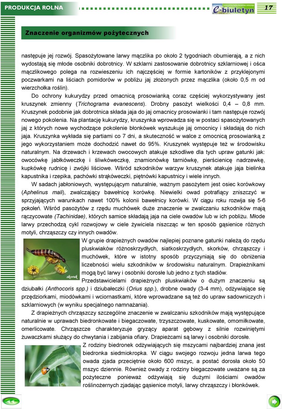 złożonych przez mączlika (około 0,5 m od wierzchołka roślin). Do ochrony kukurydzy przed omacnicą prosowianką coraz częściej wykorzystywany jest kruszynek zmienny (Trichograma evanescens).