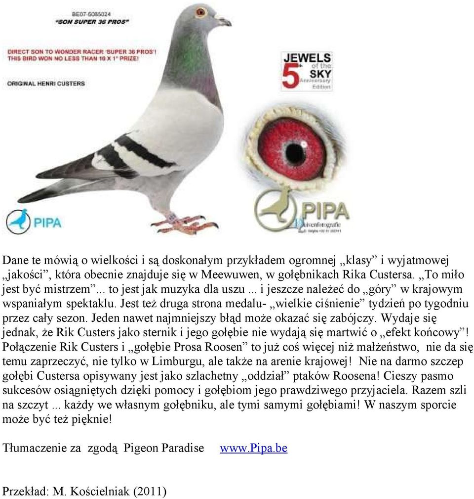 Jeden nawet najmniejszy błąd może okazać się zabójczy. Wydaje się jednak, że Rik Custers jako sternik i jego gołębie nie wydają się martwić o efekt końcowy!