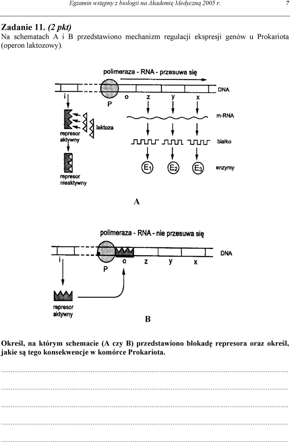 u Prokariota (operon laktozowy).