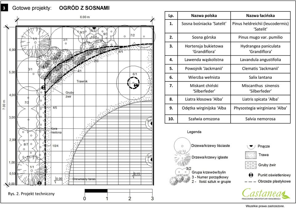 Powojnik Jackmanii Clematis Jackmanii 6. Wierzba wełnista Salix lantana 7. Miskant chioski Silberfeder Miscanthus sinensis Silberfeder 8.