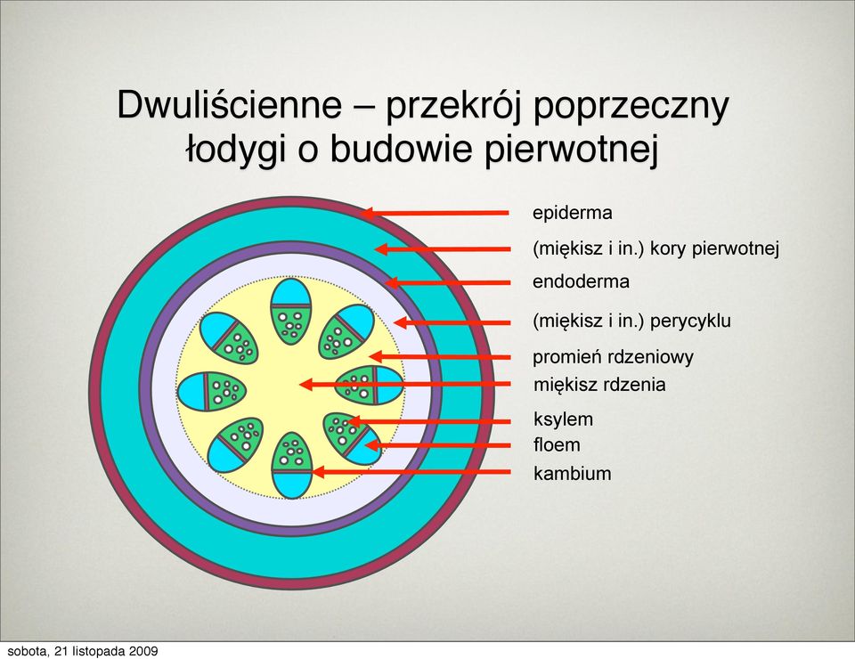 Różnica W Budowie Pierwotnej Walca Osiowego Korzenia I łodygi