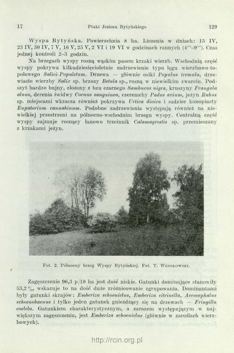 Drzewa głównie osiki Populus tremula, drzewiaste wierzby Salix sp. brzozy Betula sp., rosną w niewielkim zwarciu.